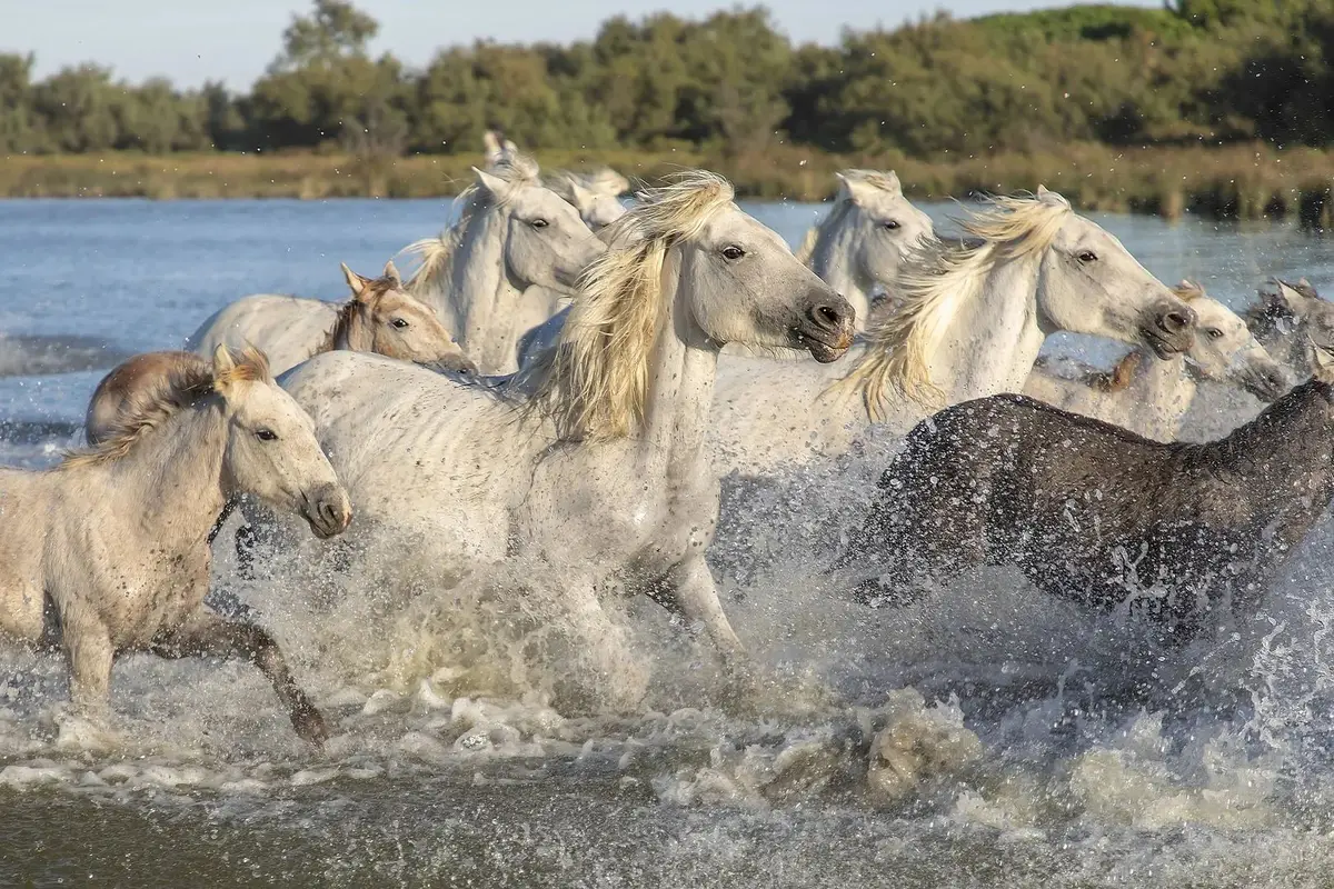 Chevaux de Camargue