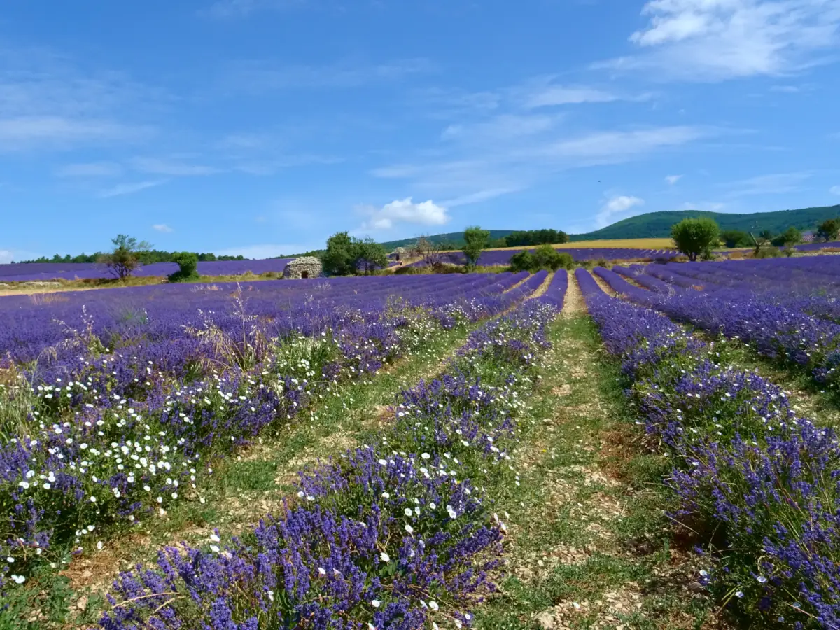Lavandes en Provence