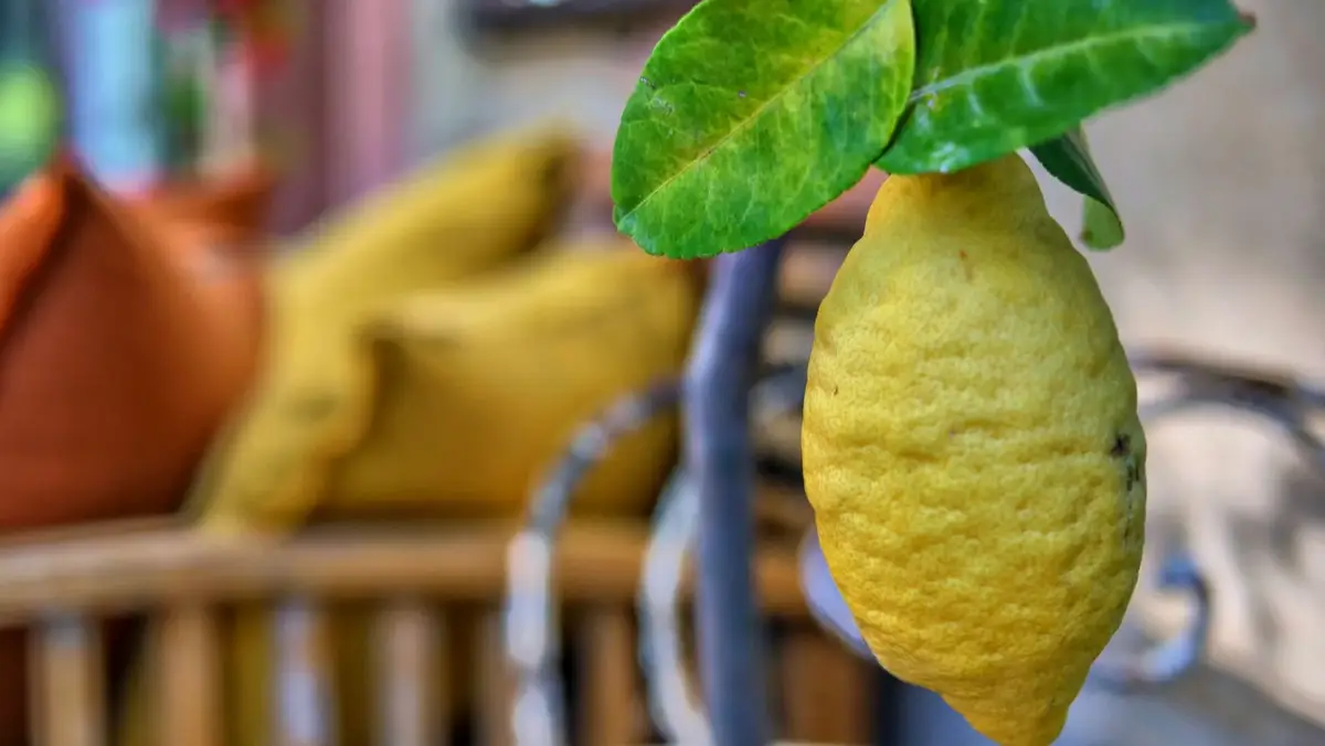 Ambiance à la Bastide des grands chênes